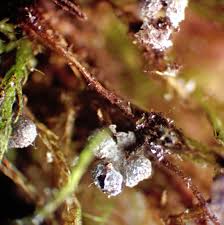 Attēlu rezultāti vaicājumam “Physarum leucophaeum spores”