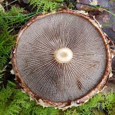 Attēlu rezultāti vaicājumam “Stropharia albocrenulata”