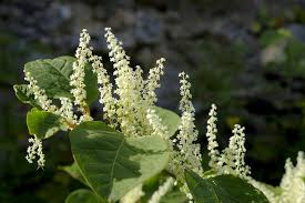 Attēlu rezultāti vaicājumam “Reynoutria sachalinensis flower”