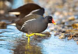 Attēlu rezultāti vaicājumam “Gallinula chloropus”