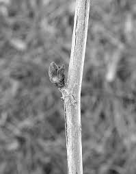 Attēlu rezultāti vaicājumam “Sorbaria sorbifolia fruit”