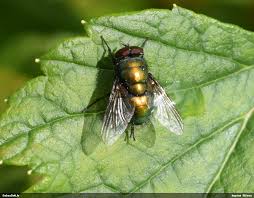 Attēlu rezultāti vaicājumam “Claustria didermoides macro”