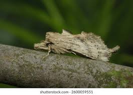 Attēlu rezultāti vaicājumam “Pterostoma palpina”