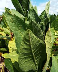 Attēlu rezultāti vaicājumam “Nicotiana tabacum leaf”