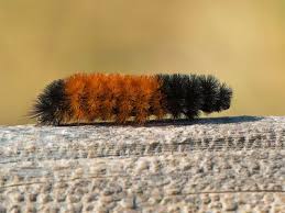 Attēlu rezultāti vaicājumam “Gynaephora selenitica larva”