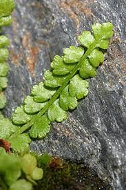 Attēlu rezultāti vaicājumam “Asplenium viride”