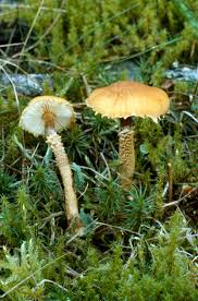 Attēlu rezultāti vaicājumam “Cystoderma amianthinum”