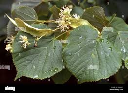 Attēlu rezultāti vaicājumam “Tilia x vulgaris”