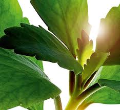 Attēlu rezultāti vaicājumam “leaf”