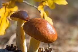 Attēlu rezultāti vaicājumam “Suillus luteus”