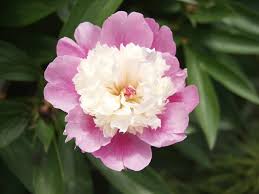 Attēlu rezultāti vaicājumam “Paeonia lactiflora”