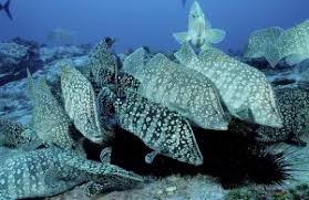 Image result for Dermatolepis inermis