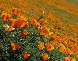 Attēlu rezultāti vaicājumam “Eschscholzia californica fruit”