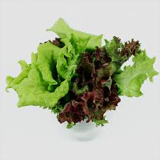 Image result for Pflücksalat