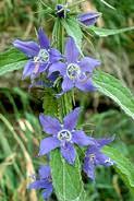 Image result for Campanula americana