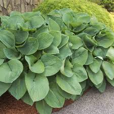 Image result for Hosta sieboldiana 'Elegans'