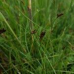 Attēlu rezultāti vaicājumam “Blysmus compressus leaf”