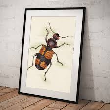 Attēlu rezultāti vaicājumam “Panagaeus cruxmajor”