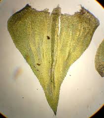 Attēlu rezultāti vaicājumam “Eurhynchium angustirete sporophyte”