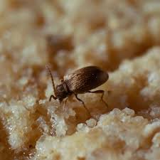 Attēlu rezultāti vaicājumam “Ptinus sp. male”