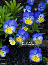 Attēlu rezultāti vaicājumam “Viola tricolor flower”