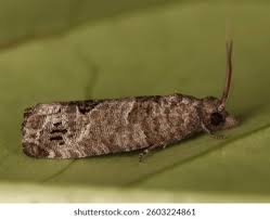 Attēlu rezultāti vaicājumam “Spilonota ocellana”