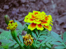 Attēlu rezultāti vaicājumam “Tagetes flower”