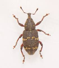 Attēlu rezultāti vaicājumam “Hylobius pinastri”