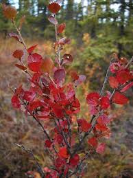 Attēlu rezultāti vaicājumam “Betula nana female flower”
