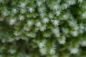 Attēlu rezultāti vaicājumam “Neckera pennata sporophyte”