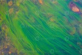 Attēlu rezultāti vaicājumam “Cladophora glomerata”