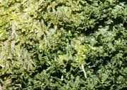 Attēlu rezultāti vaicājumam “Porella cordaeana”