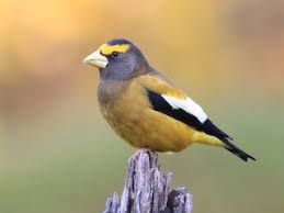 Image result for Hesperiphona vespertina