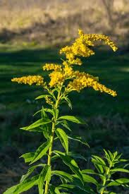 Attēlu rezultāti vaicājumam “Solidago canadensis flower”