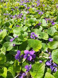 Attēlu rezultāti vaicājumam “Viola sororia”