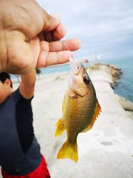 Image result for Lutjanus jocu