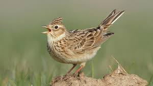 Attēlu rezultāti vaicājumam “Alauda arvensis adult”