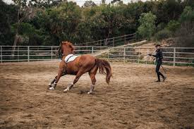 Image result for Kings Ranch Riding School/Club