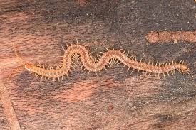 Attēlu rezultāti vaicājumam “Geophilidae”