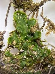 Attēlu rezultāti vaicājumam “Aneura pinguis”