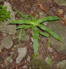 Attēlu rezultāti vaicājumam “Carex pilosa leaf”