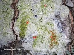 Attēlu rezultāti vaicājumam “Lecanora albella”