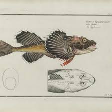 Image result for Myoxocephalus quadricornis