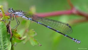 Attēlu rezultāti vaicājumam “Coenagrion pulchellum female”
