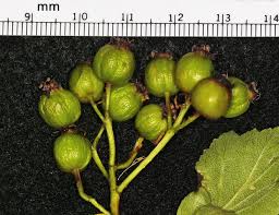 Attēlu rezultāti vaicājumam “Crataegus macracantha fruit”