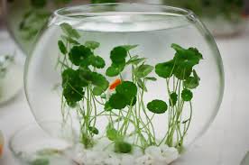 「銅錢草」的圖片搜尋結果