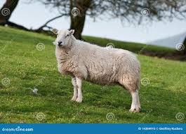 Attēlu rezultāti vaicājumam “Ovis aries”