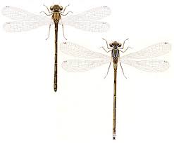 Attēlu rezultāti vaicājumam “Ischnura pumilio”