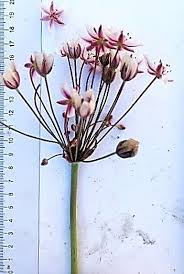 Attēlu rezultāti vaicājumam “Butomus umbellatus flower”