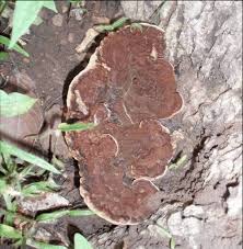 Attēlu rezultāti vaicājumam “Phellinus nigricans”